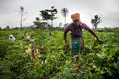 开放非洲男女粮食安全政策