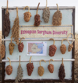 新书讲解埃塞俄比亚种子系统